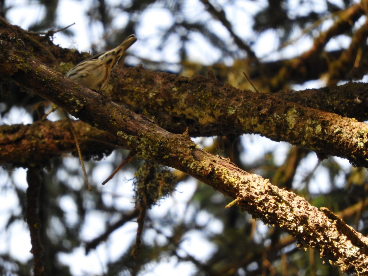 Black-and-white Warbler - ML210876631