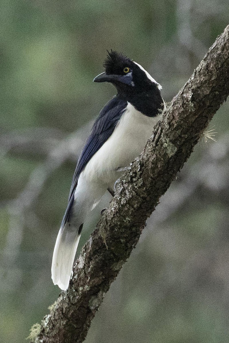Tufted Jay - ML210877961