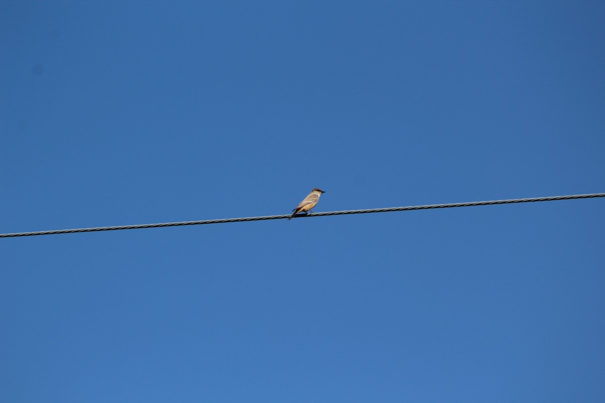 Say's Phoebe - ML210878311