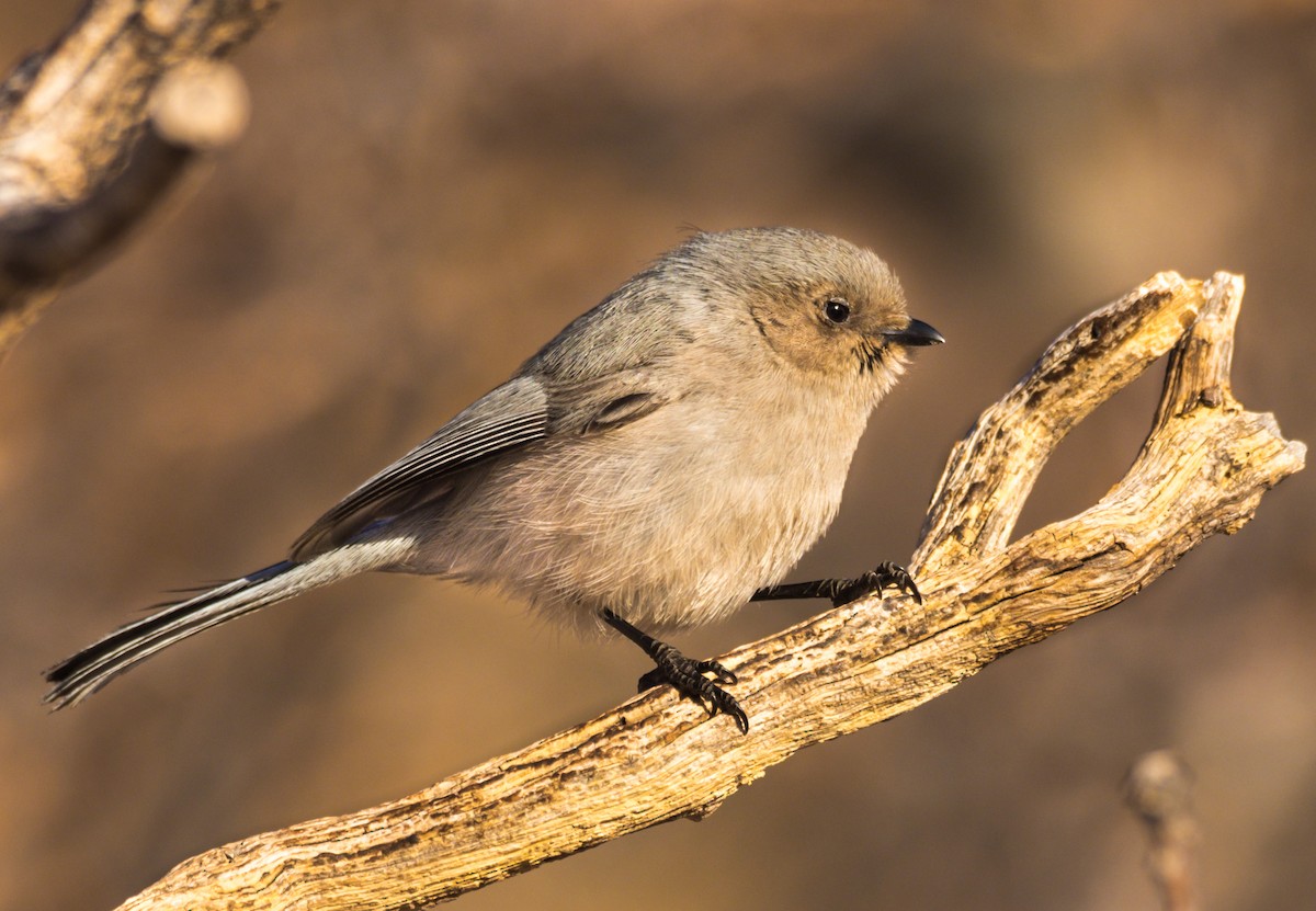 Bushtit - Jim Merritt
