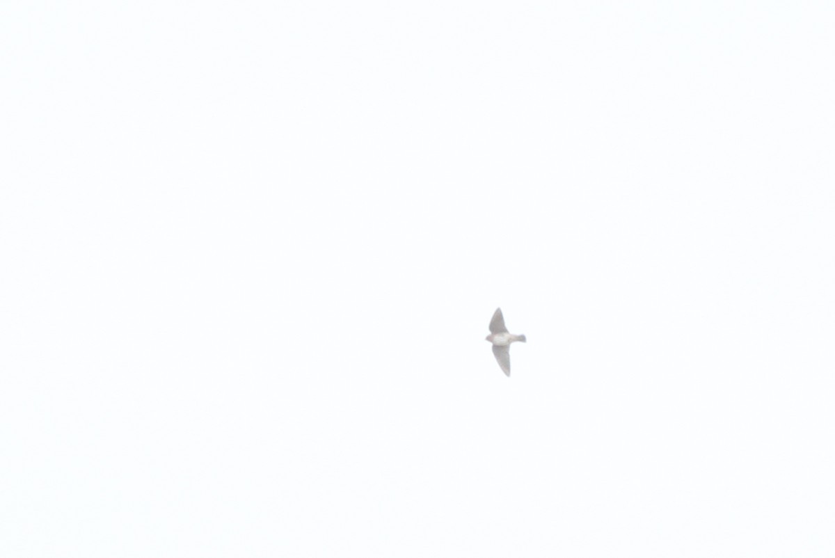 Cave Swallow - ML21088261