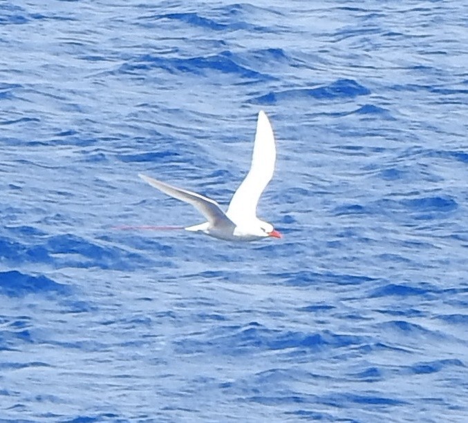 Red-tailed Tropicbird - ML210882671