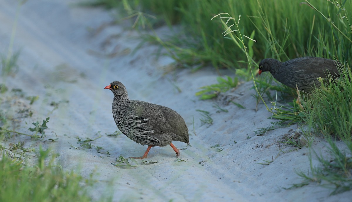 Red-billed Spurfowl - Qiang Zeng