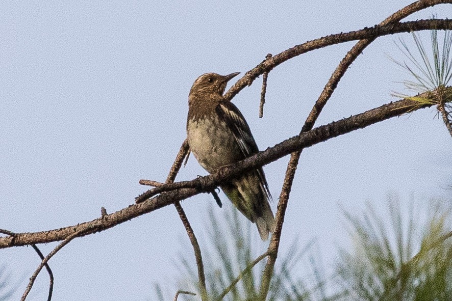 Aztec Thrush - ML210884161