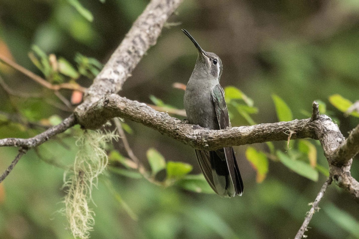 Colibrí Gorjiazul - ML210884381