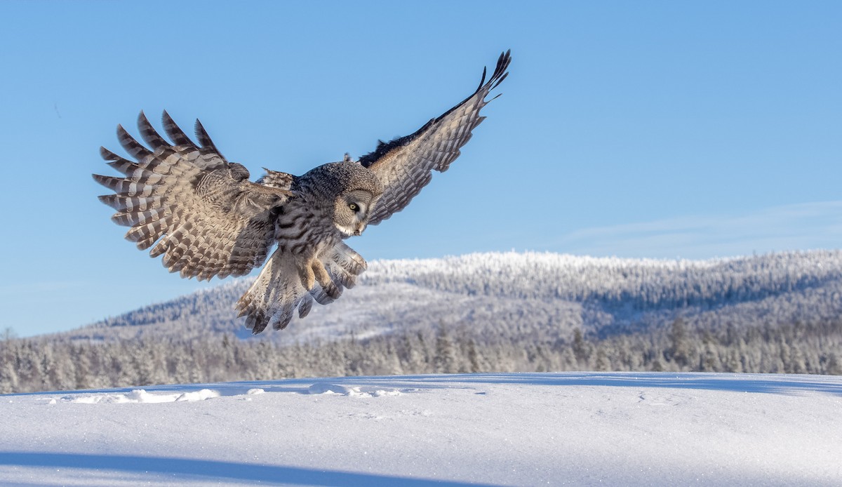 Great Gray Owl - Matti Rekilä