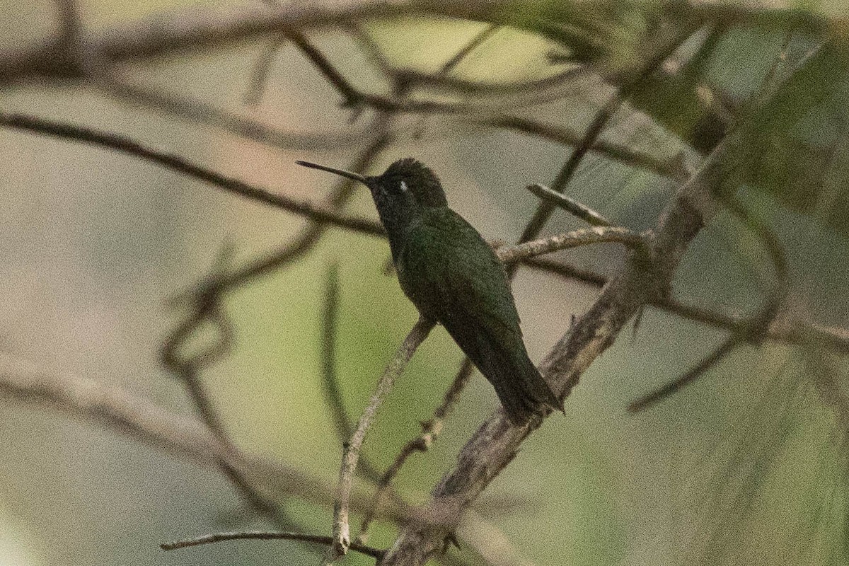 Rivoli's Hummingbird - ML210886331