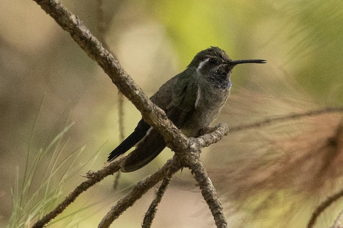 Blue-throated Mountain-gem - Eric VanderWerf