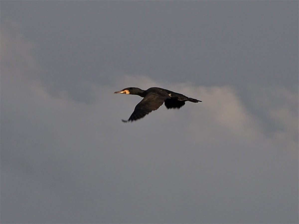 Great Cormorant - ML210887811