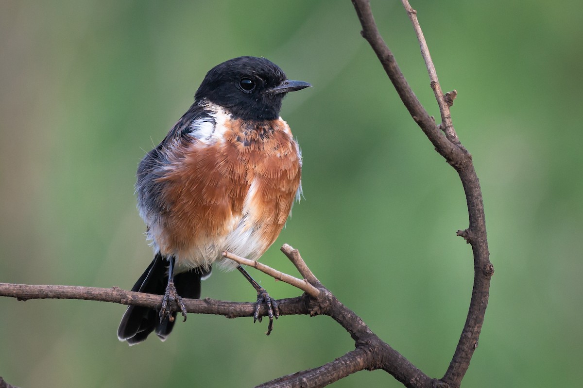 African Stonechat - Leon Swart