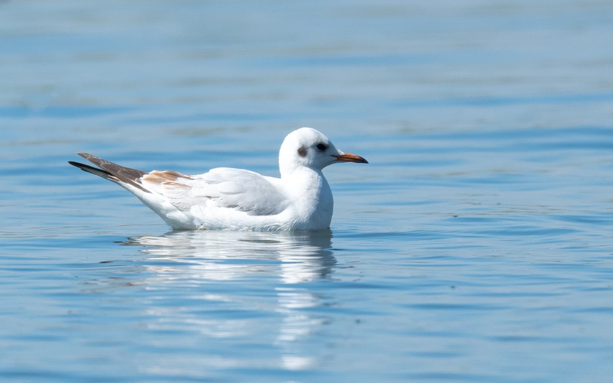 Black-headed Gull - ML210890471