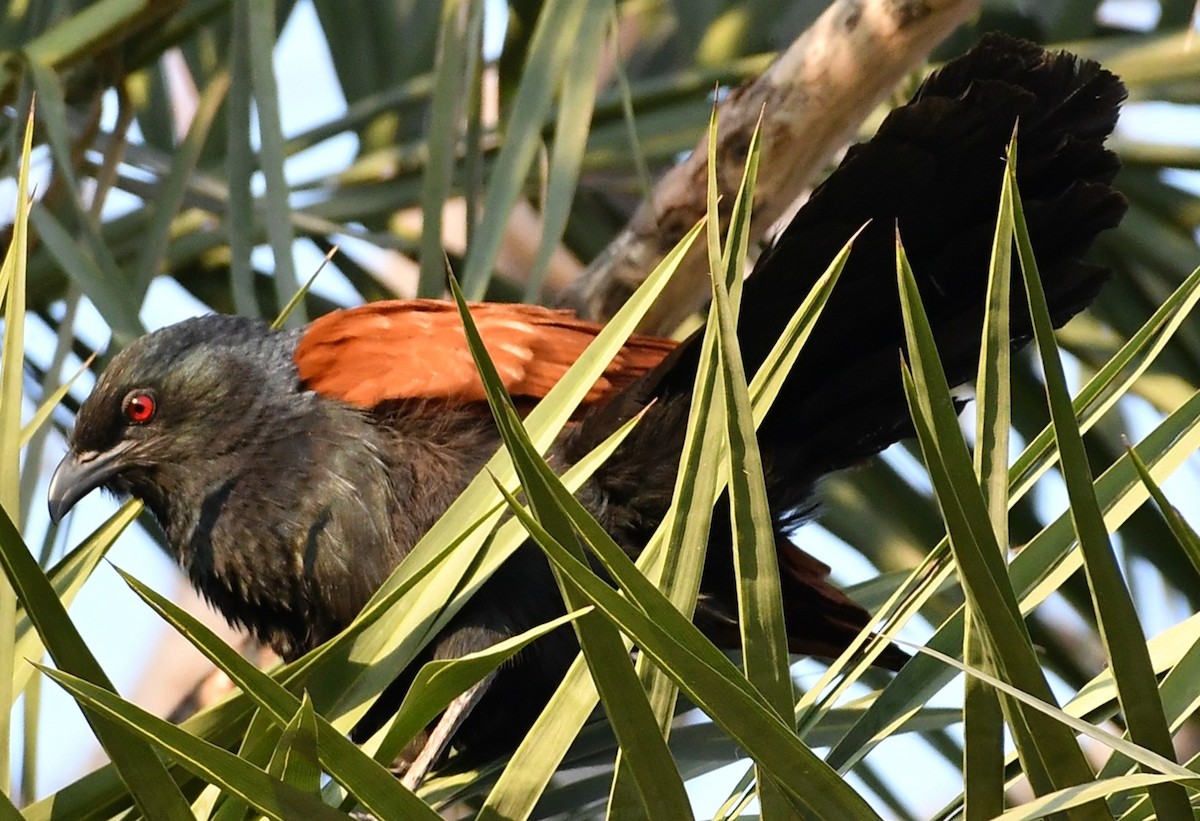 Greater Coucal - ML210891061