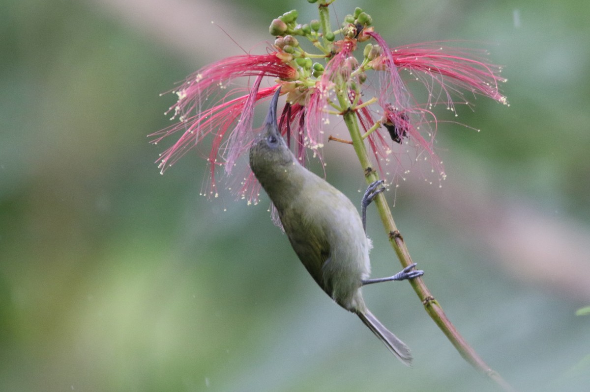 Sunda Honeyeater - ML210892491