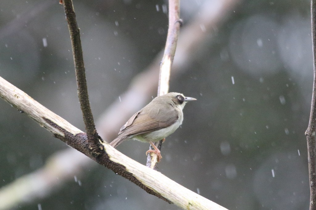 Flores White-eye - ML210892551