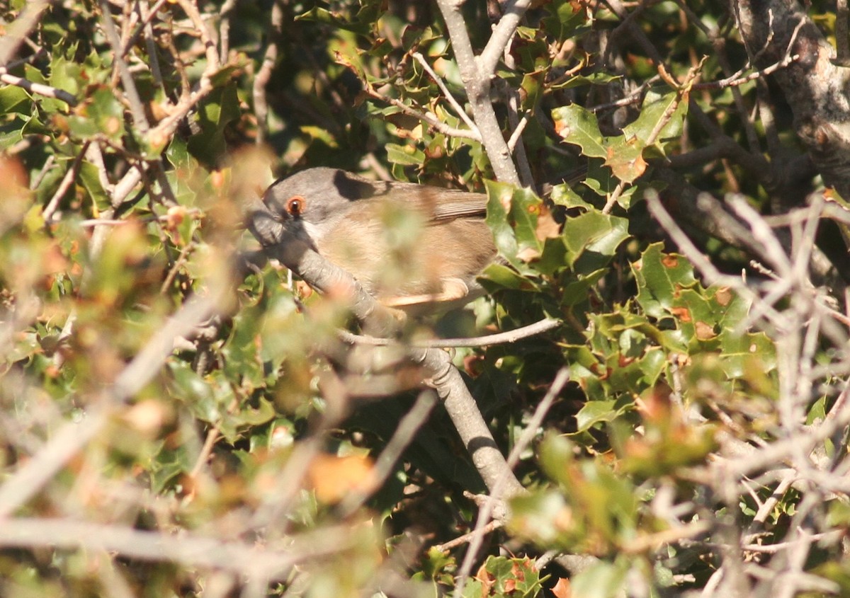 Sardinian Warbler - ML210893851