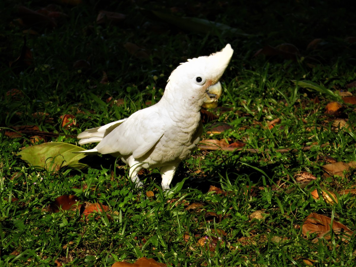 Tanimbar Corella - Evelyn Lee