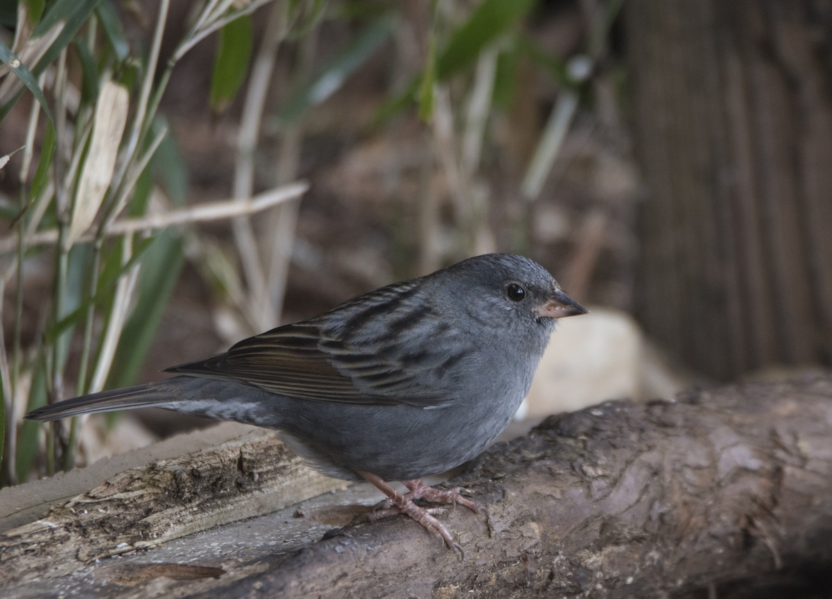 Gray Bunting - Observador de Aves