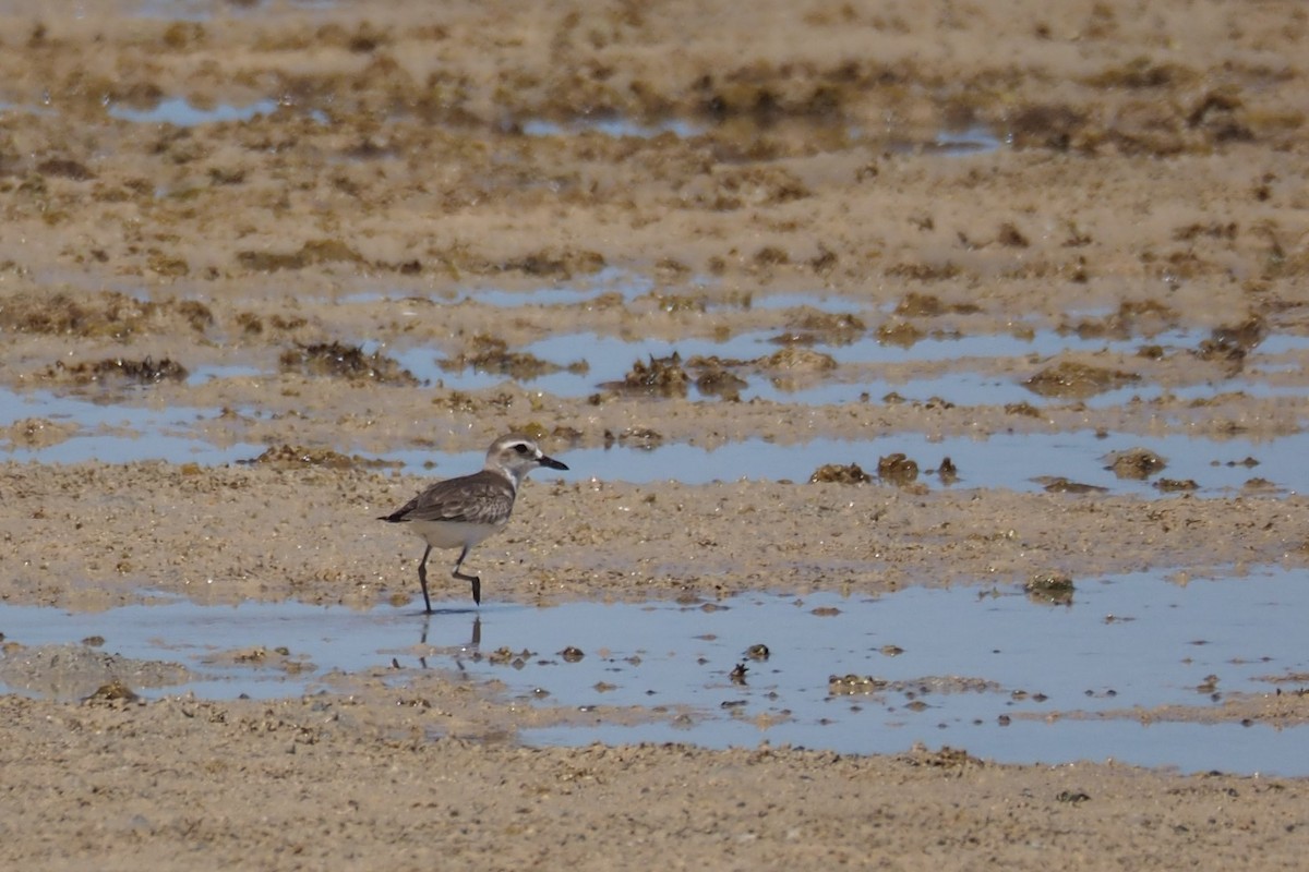 Greater Sand-Plover - ML210895831