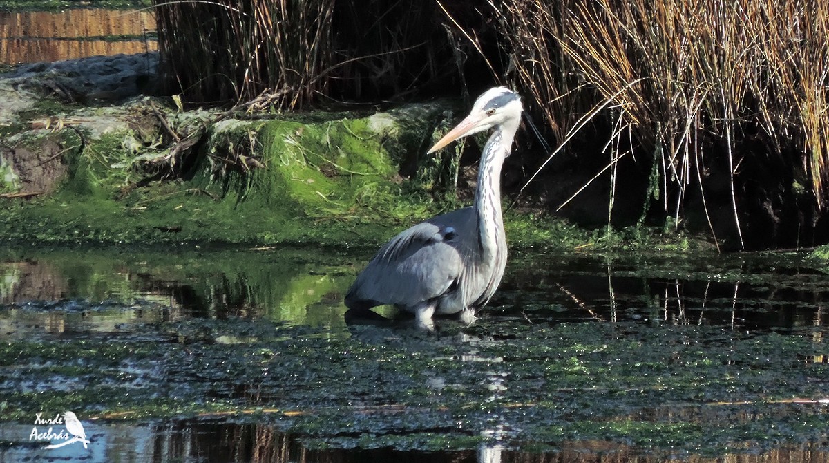 Gray Heron - ML210896011