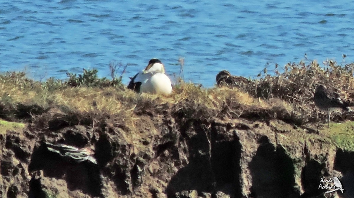 Eider arrunta - ML210896031