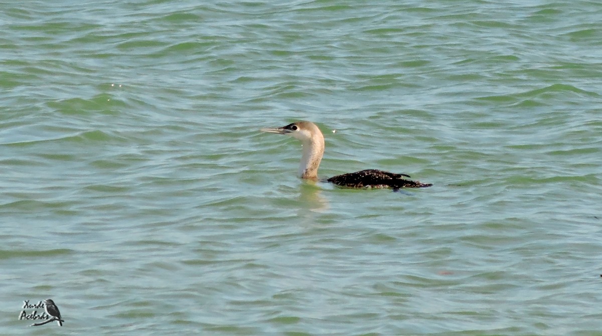 Red-throated Loon - ML210896081
