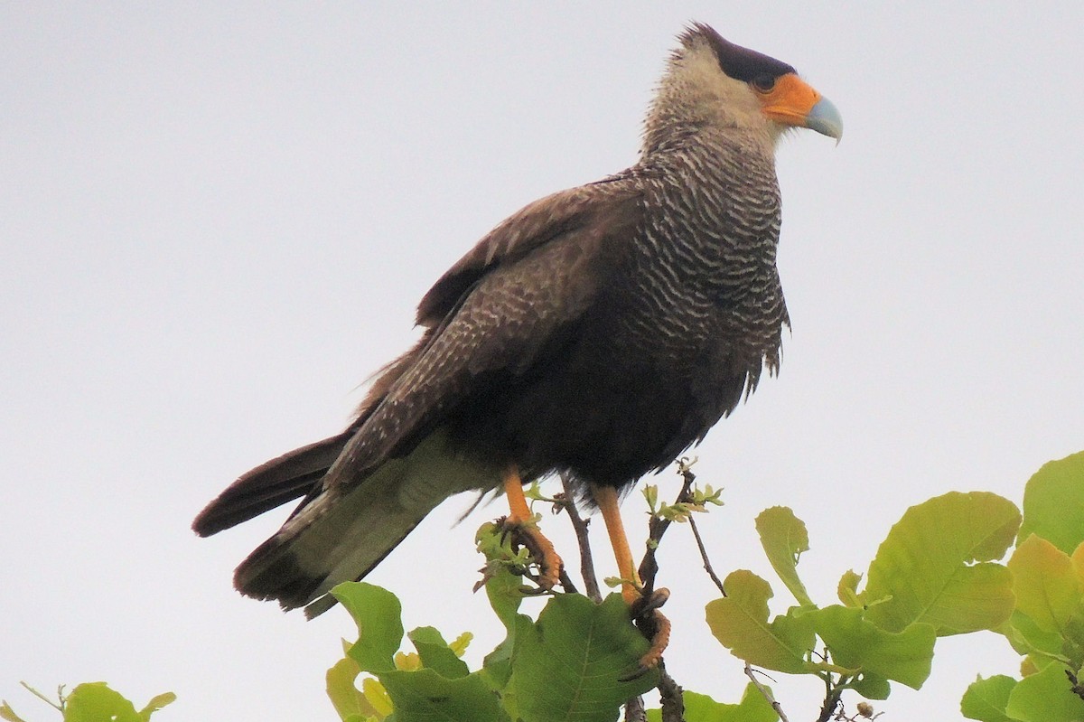 Crested Caracara (Southern) - ML21089751
