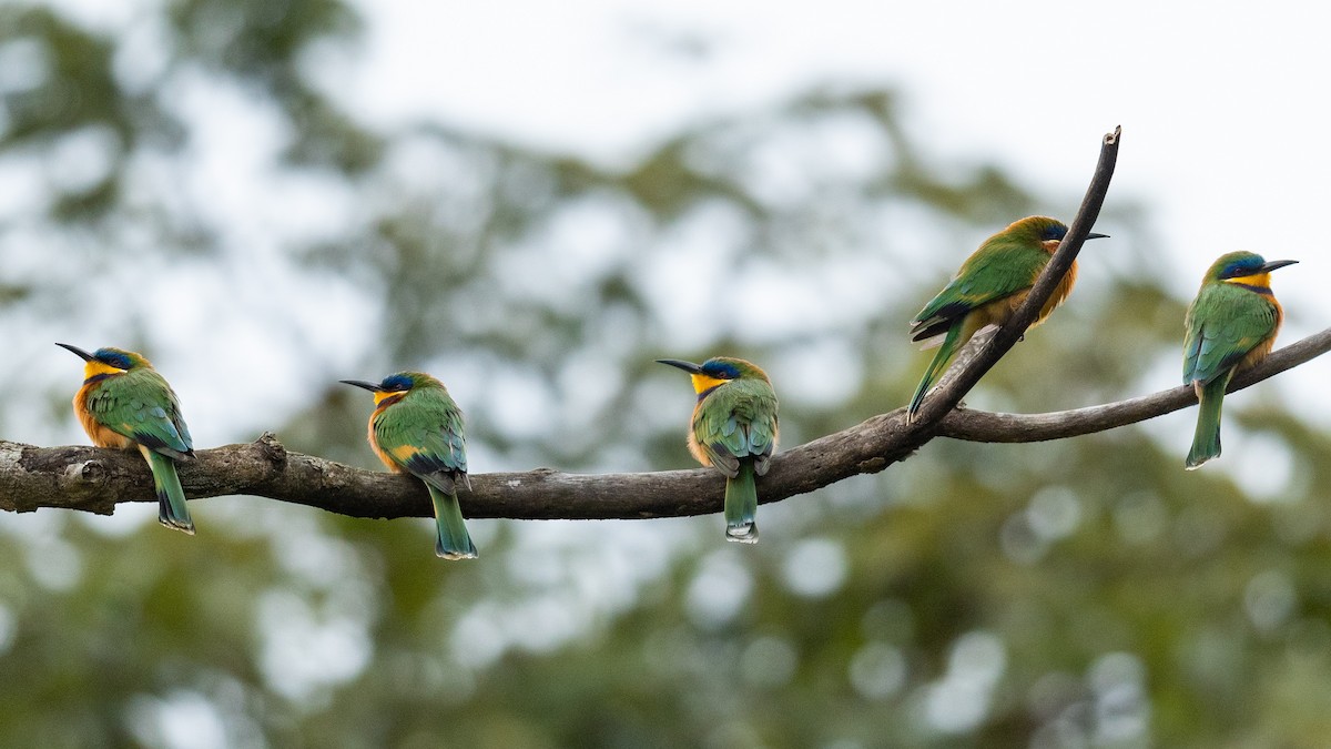 Ethiopian Bee-eater - ML210900491