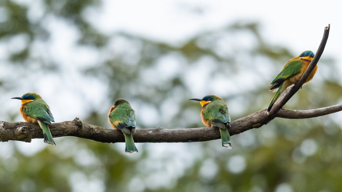 Ethiopian Bee-eater - ML210900501