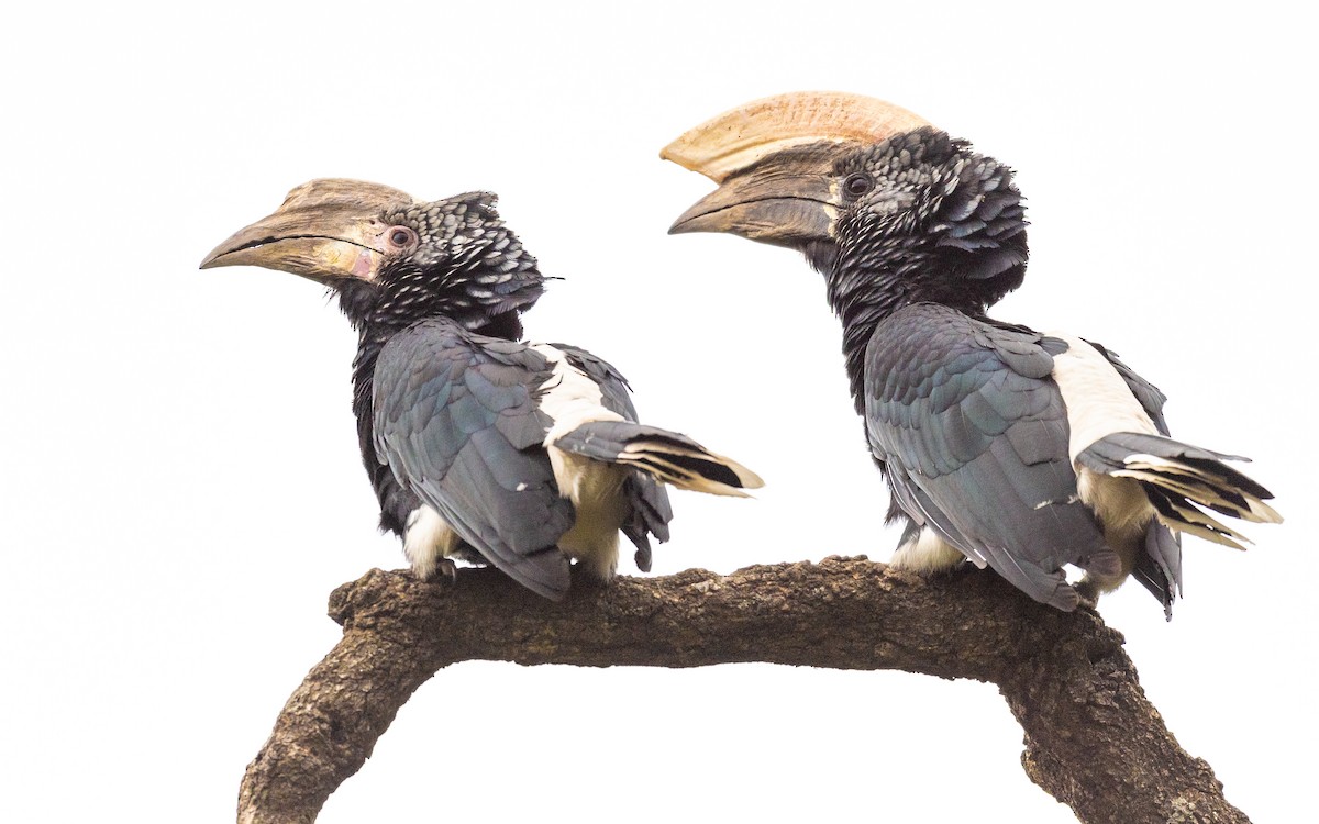 Silvery-cheeked Hornbill - ML210900541