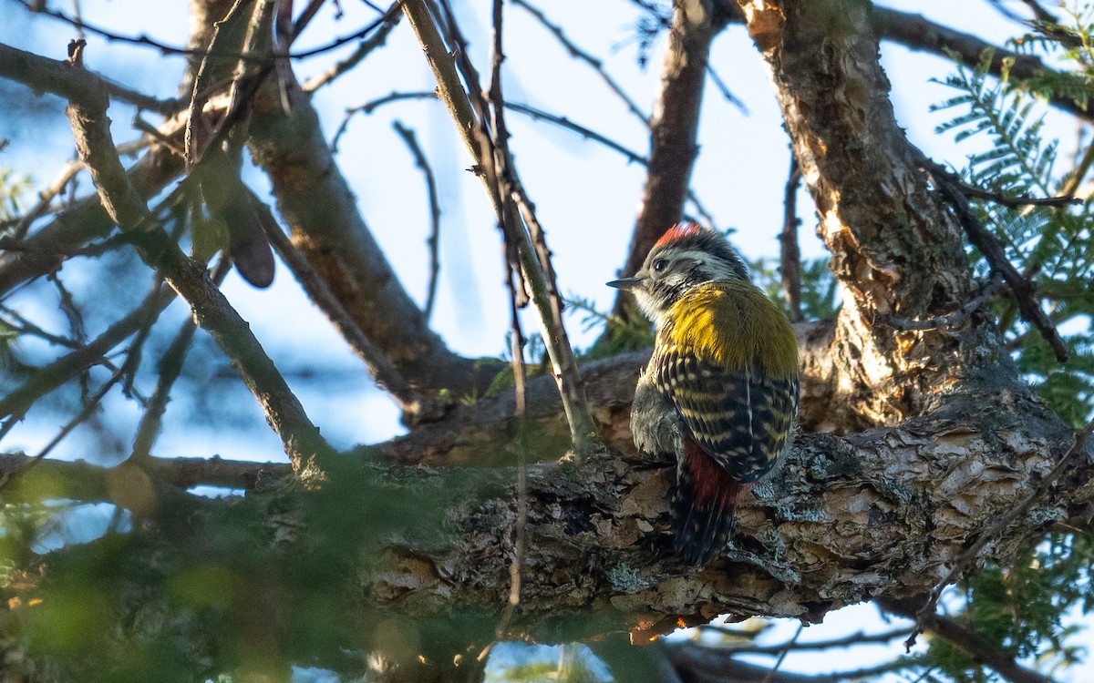 Abyssinian Woodpecker - ML210900631