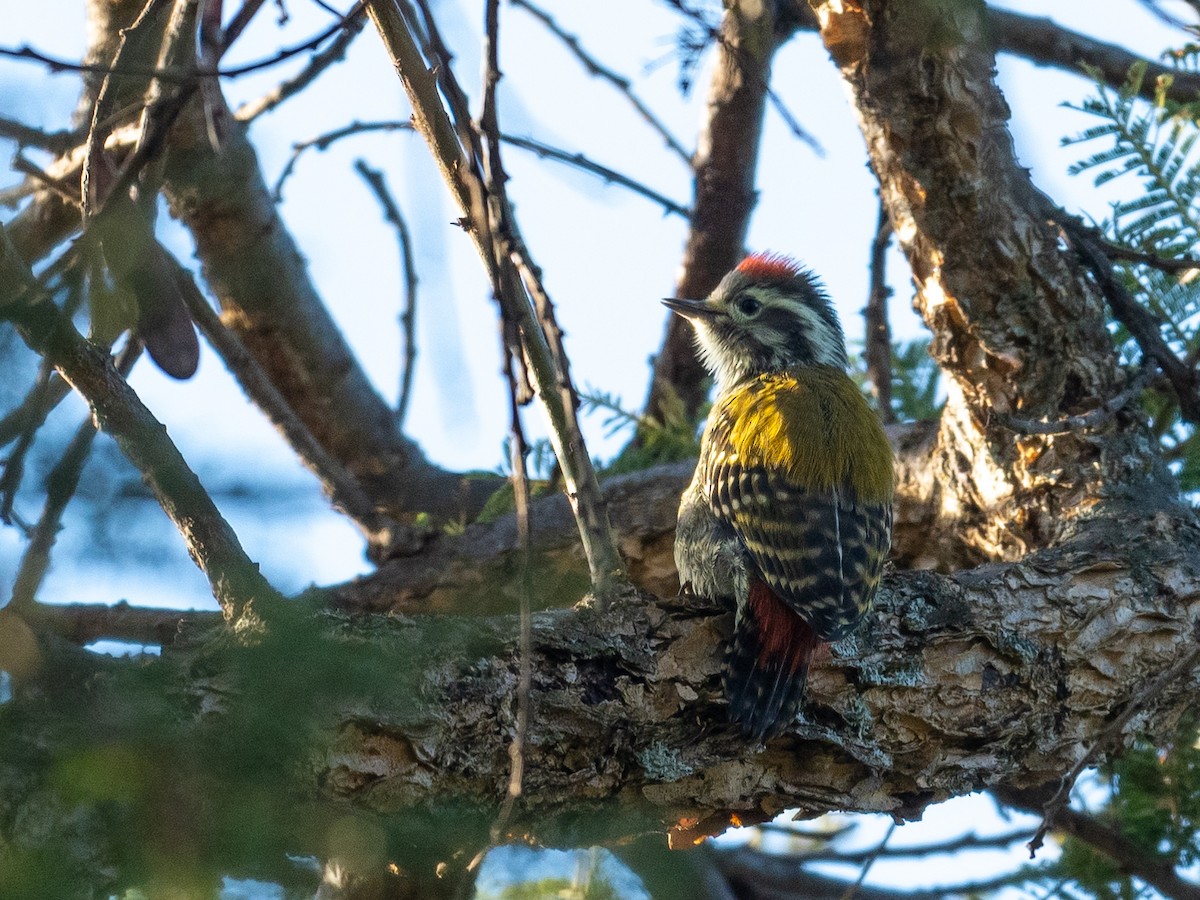 Abyssinian Woodpecker - ML210900641