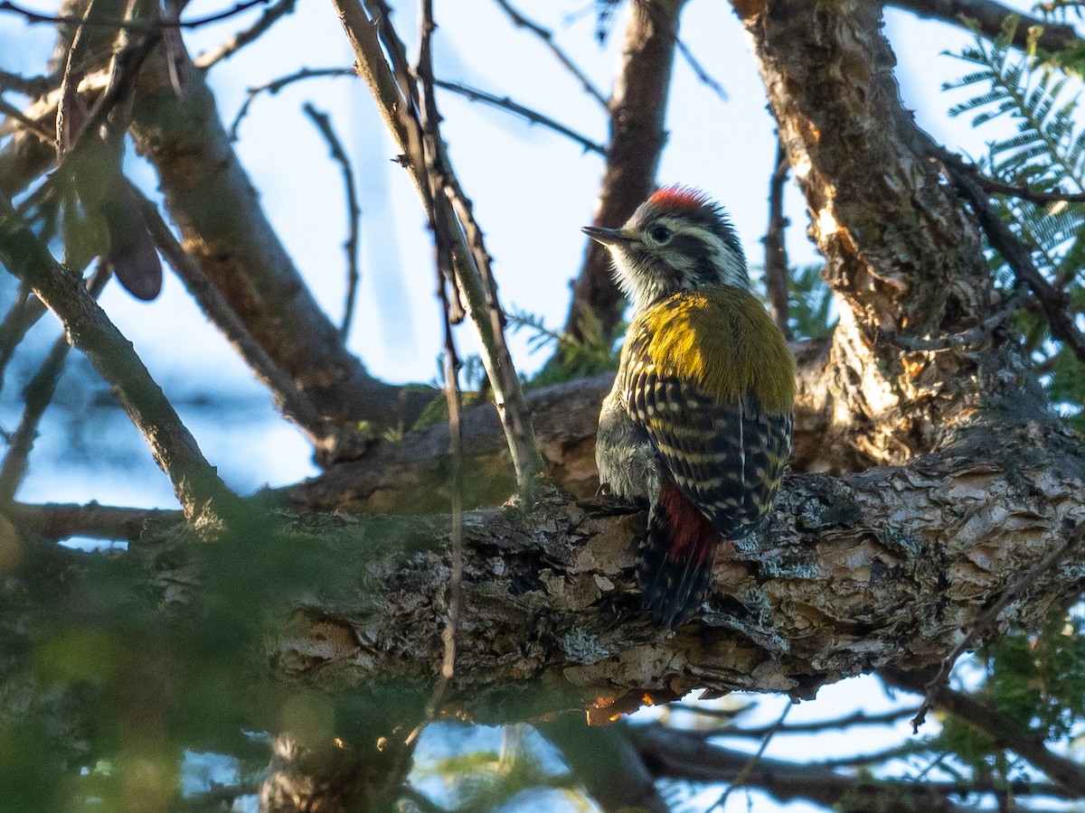 Abyssinian Woodpecker - ML210900651