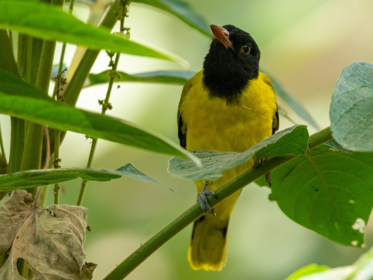 Ethiopian Black-headed Oriole - ML210900671