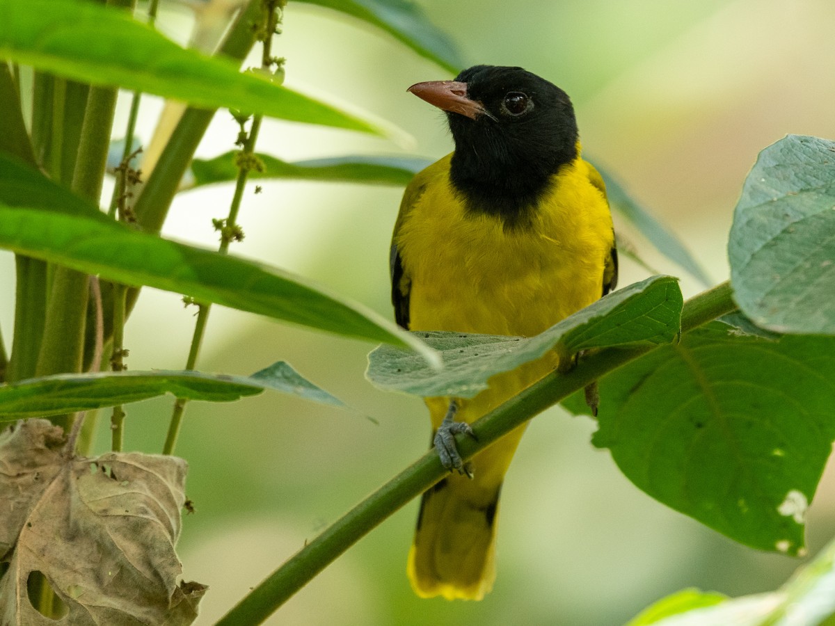 Ethiopian Black-headed Oriole - ML210900681