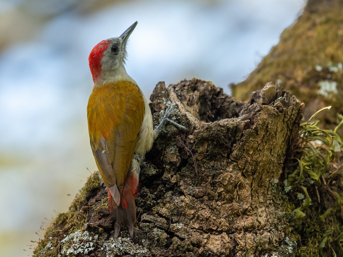 Mountain Gray Woodpecker - ML210900771