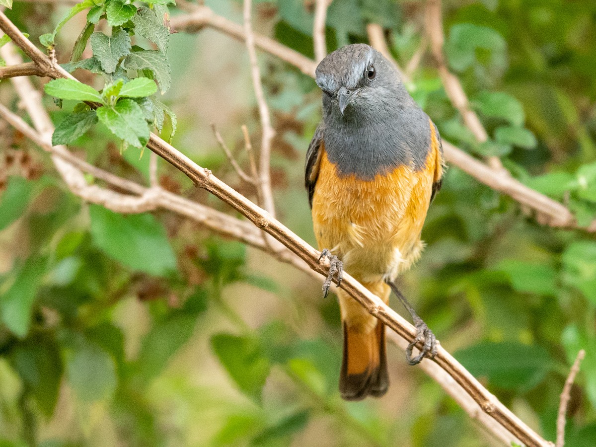 Little Rock-Thrush - ML210901051