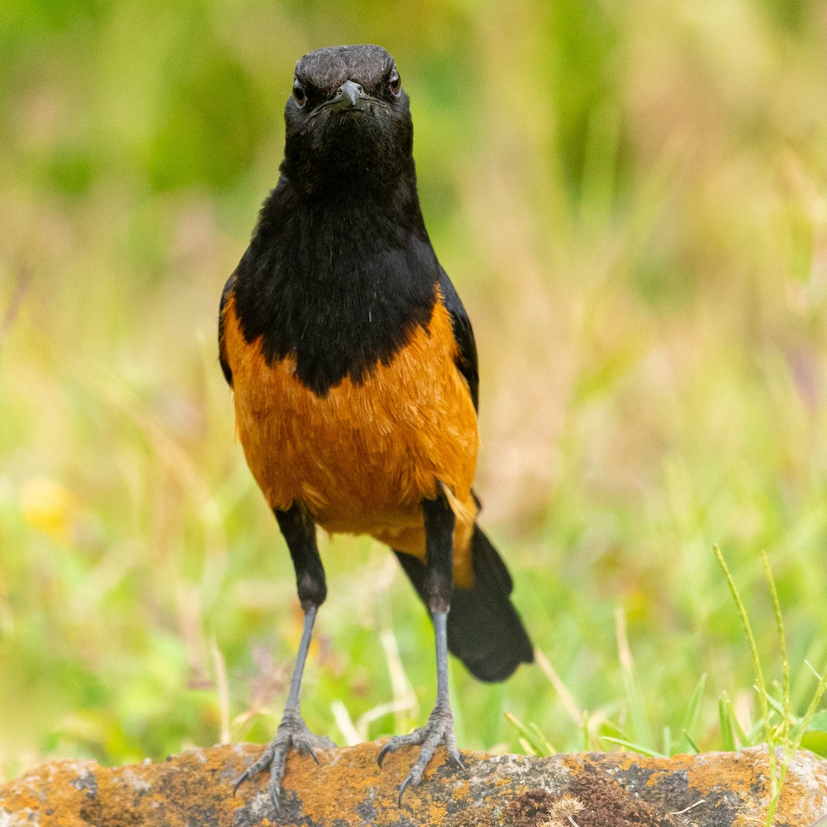 White-winged Cliff-Chat - ML210901211