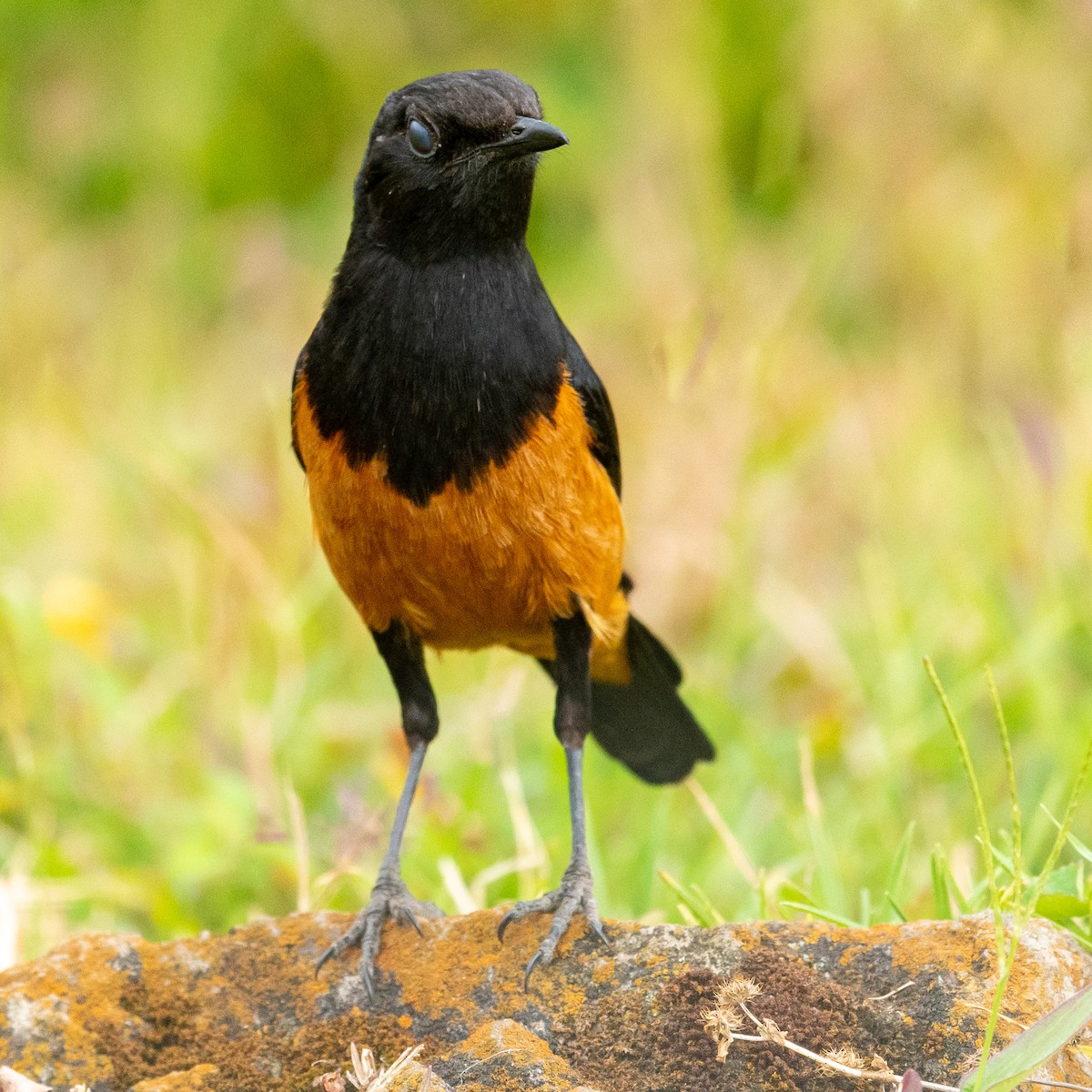 White-winged Cliff-Chat - ML210901221