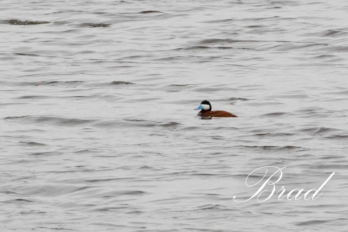 Érismature rousse - ML210901241