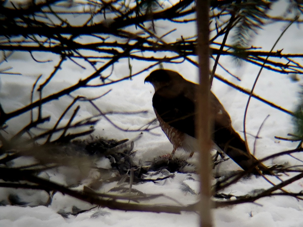 Cooper's Hawk - ML210901261