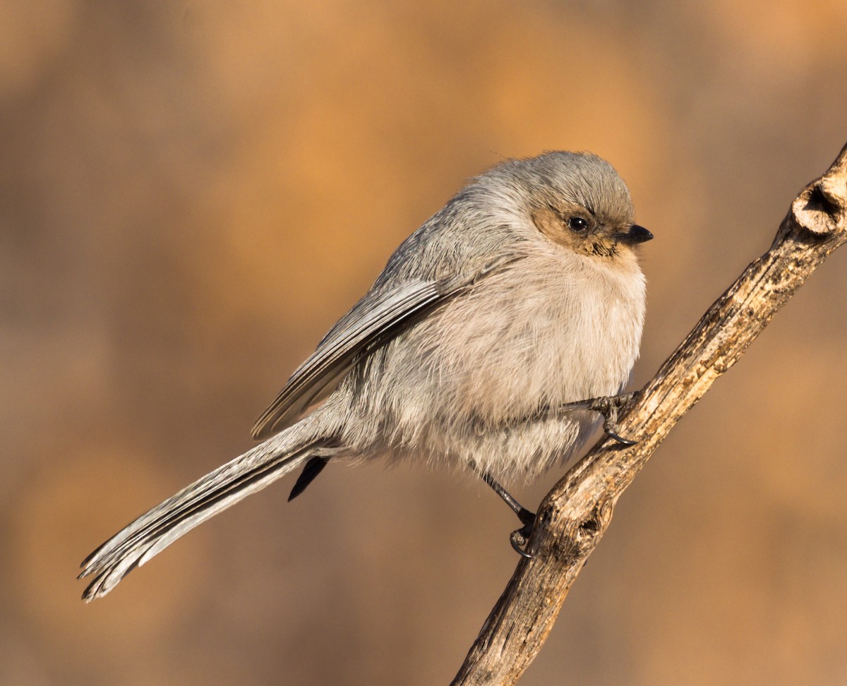Bushtit - Jim Merritt