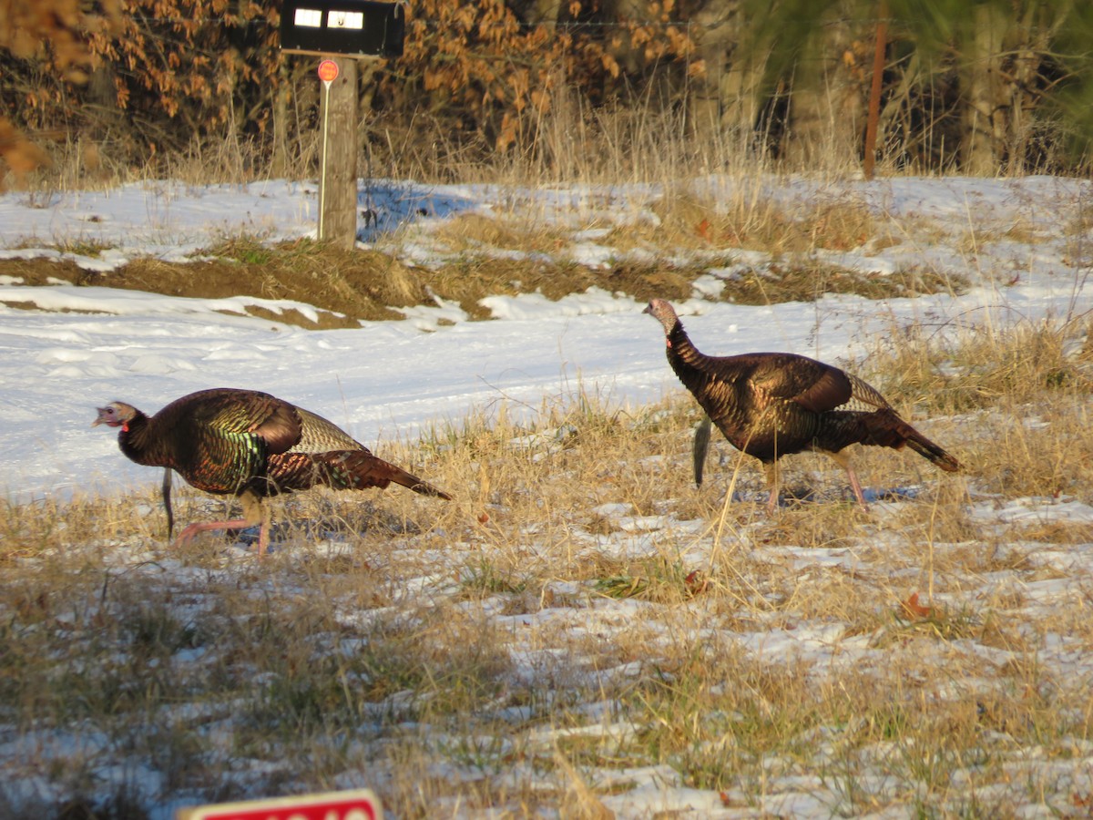 Wild Turkey - ML210902511