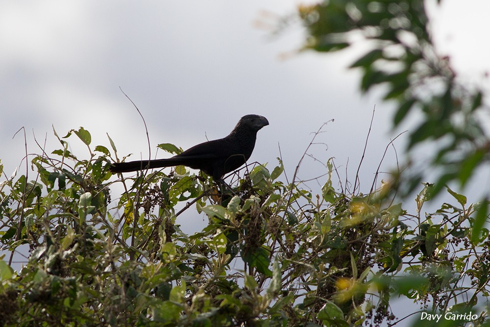 Groove-billed Ani - Davy Garrido