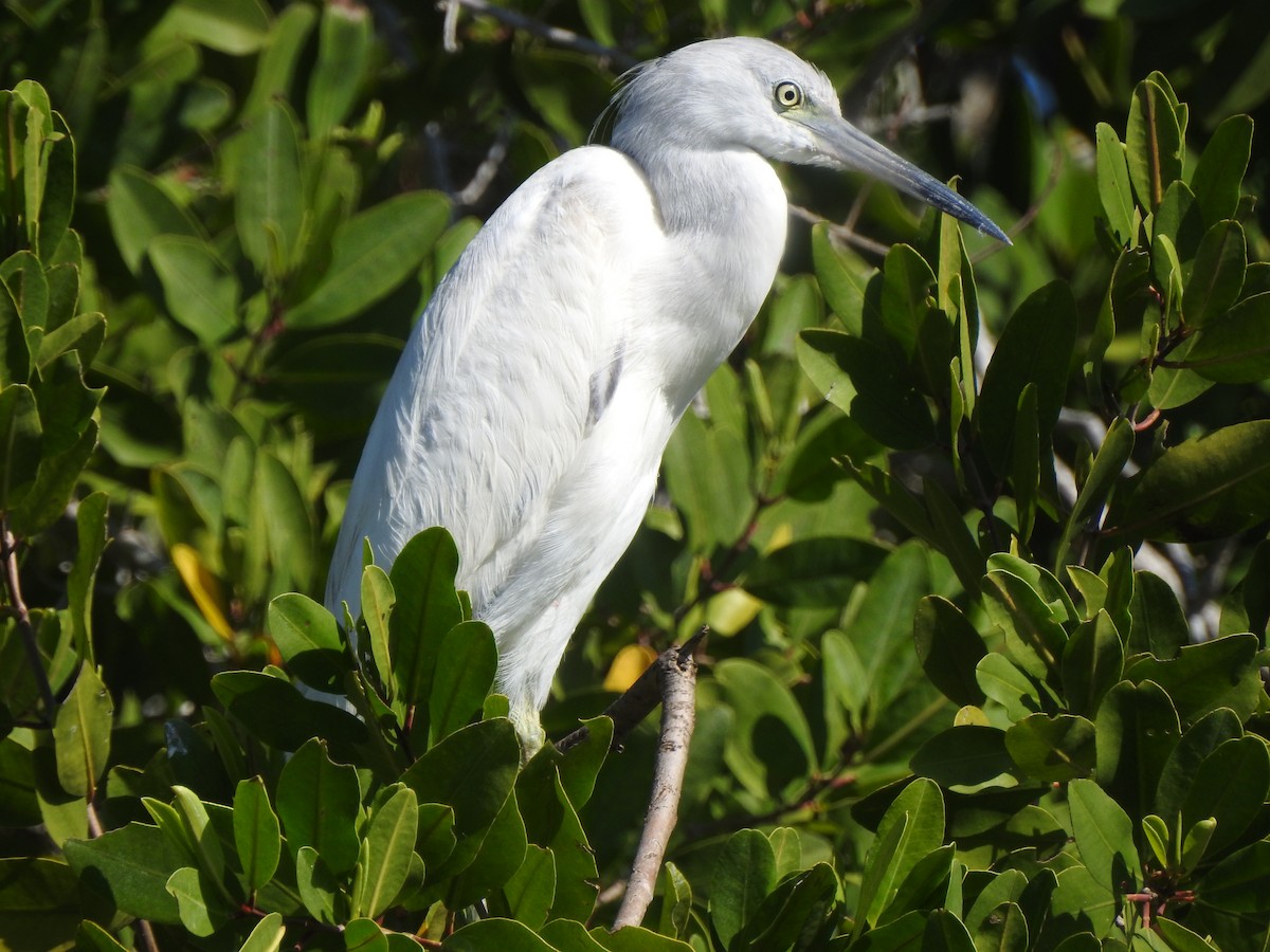 Little Blue Heron - Edward Jordan