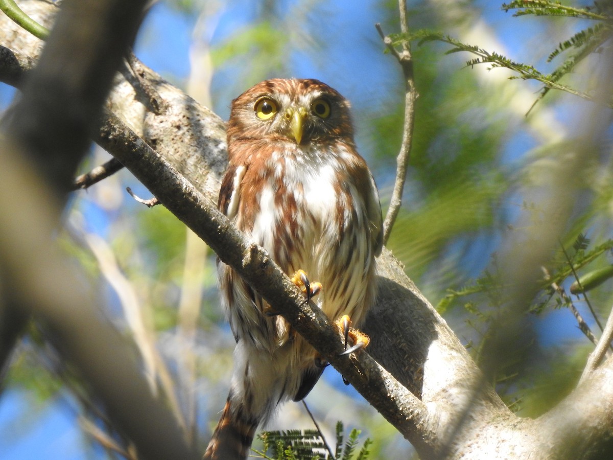 Ferruginous Pygmy-Owl - ML210903711