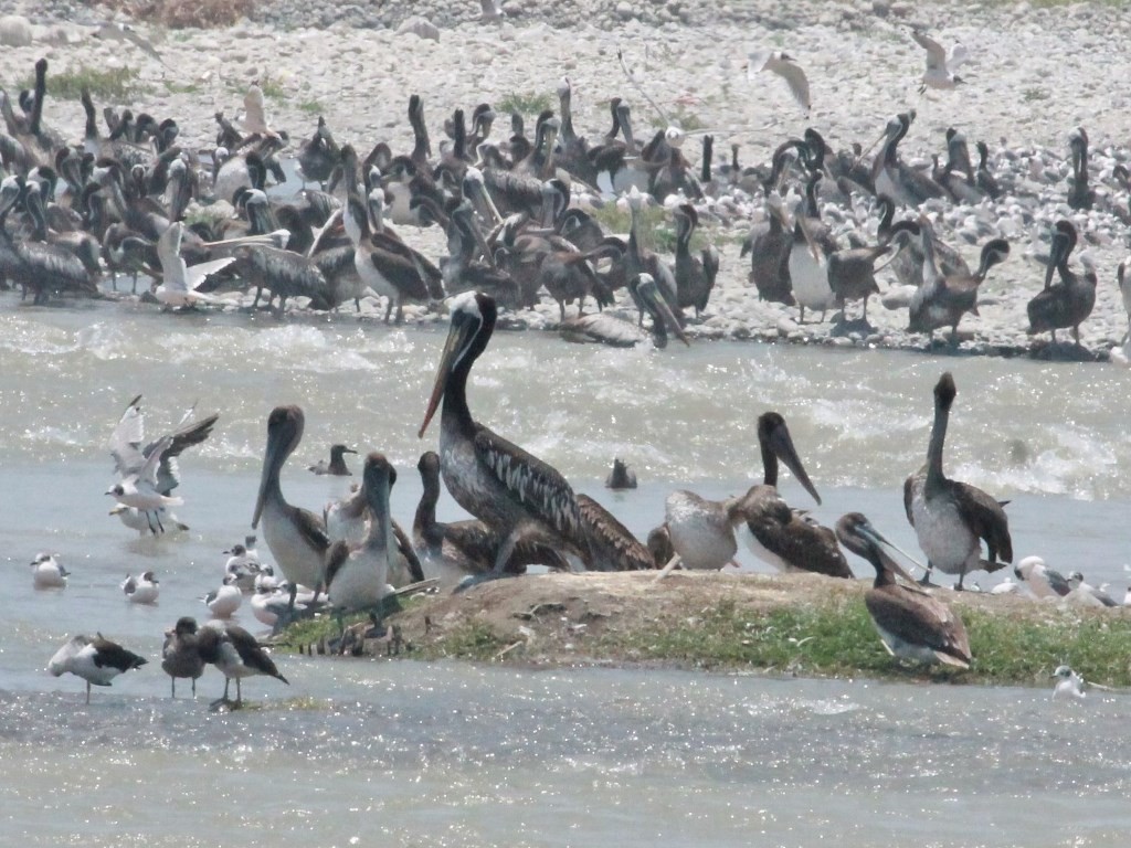 Brown Pelican - ML210904641