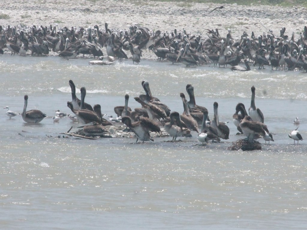 Brown Pelican - Rutger Koperdraad