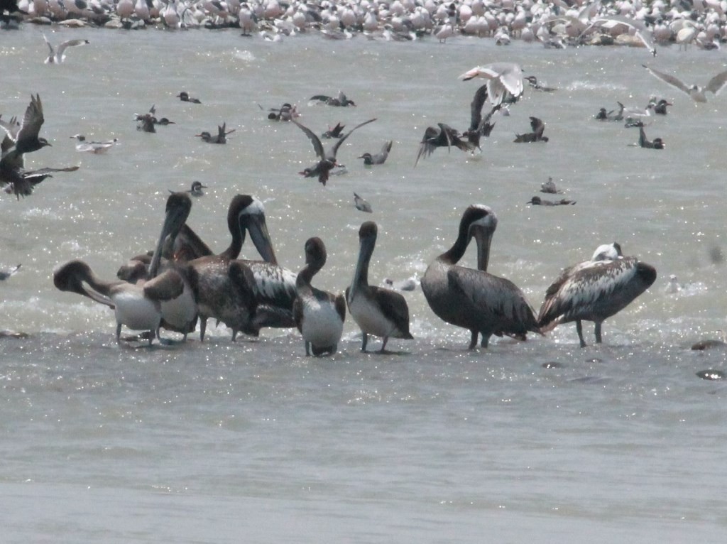 pelikán hnědý - ML210904751
