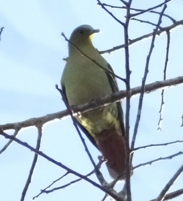 Ashy-headed Green-Pigeon - ML210906721