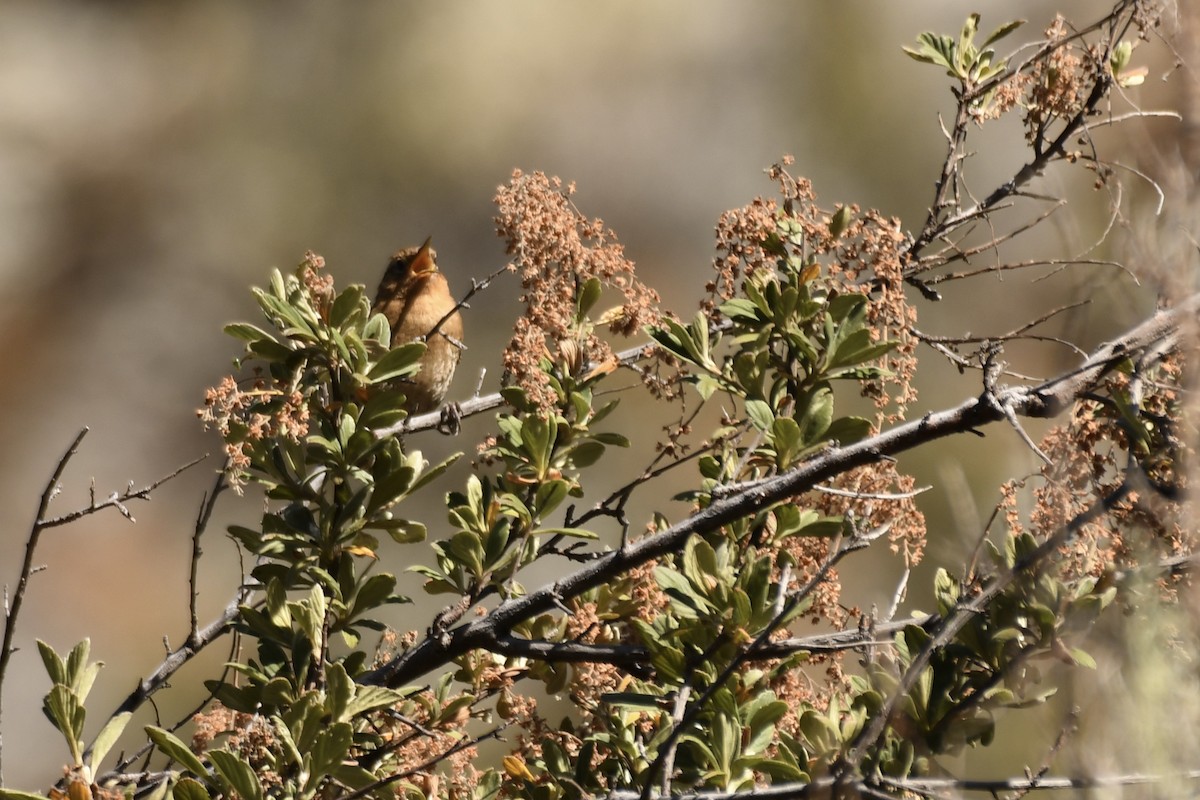 Santa Marta Wren - ML210908081